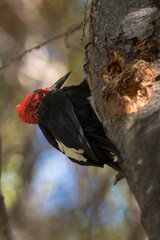 The Magellanic Woodpecker in Patagonia, Argentina, South America. 