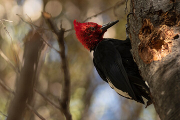 The Magellanic Woodpecker in Patagonia, Argentina, South America. 