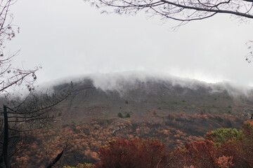 Panoramic Autumn view of foggy mountain and yellow and orange trees. Forest growing on the Smoky hills