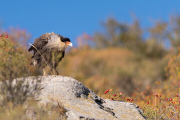 Bird, Cara Cara, carefully observing its surroundings waiting for a prey to feed. Patagonia, South...