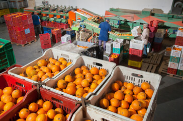 Boxes full of just picked tarocco oranges in warehouse for the processing cycle - 432419237
