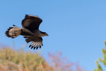  Cara cara looking for its food from the air.