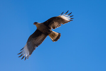  Cara cara looking for its food from the air.