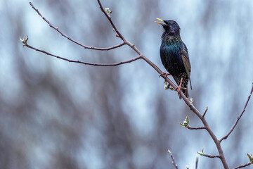 crow
