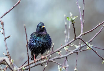 crow