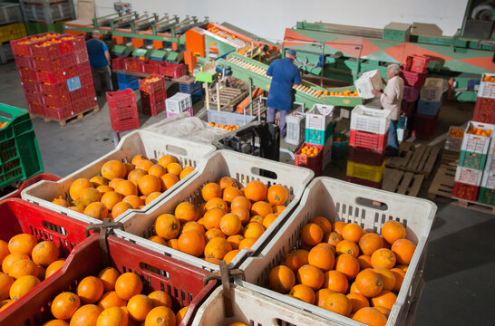 Boxes full of just picked tarocco oranges in warehouse for the processing cycle
