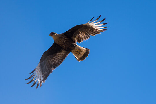  Cara cara looking for its food from the air.
