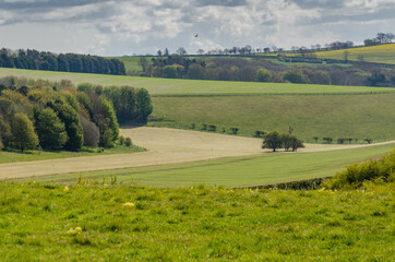landscape in the summer
