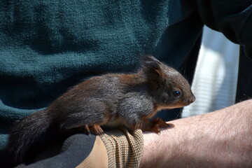 Eichhörnchen auf einer Männerhand
