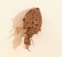 Macro close up ant lion larva (Glenurus gratus) in central Florida - brown fuzzy details showing...