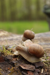 snails crawling on a tree trunk