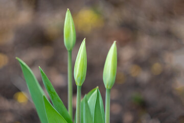 closed tulip buds in the garden close-up