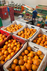 Boxes full of just picked tarocco oranges in warehouse for the processing cycle - 432420034