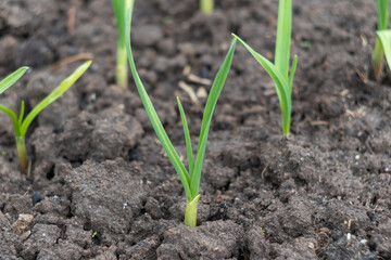 young green onions in the garden close-up in spring