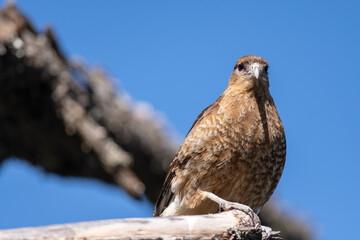 Carancho observing nature while visualizing his prey.