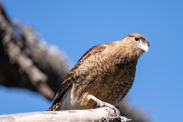 Carancho observing around him from the heights. Patagonia, South America.