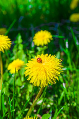 Red ladybug sitting on a dandelion flower on a sunny day in spring