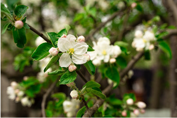 Spring awakening of the apple tree, the color of the apple tree