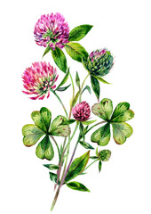Watercolor Red Clover Bouquet Illustration - 432421671