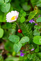 Obraz na płótnie Canvas Ladybug on the daisy flower