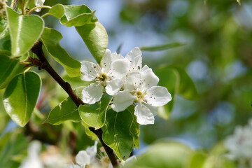 Stuttgarter Geißhirtle - Blüte