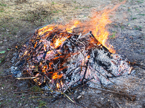 freshly pruned branches are burning at garden