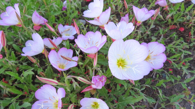 昼咲月見草」の写真素材 | 212件の無料イラスト画像 | Adobe Stock