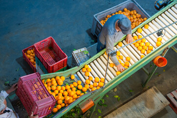 The production line of citrus fruits: organic tarocco oranges in a conveyor belt during the manual selection phase - 432422881