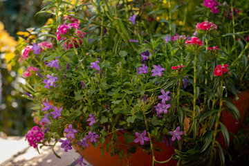 Fototapeta na wymiar Pot of flowers in a garden