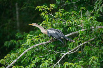 Biguatinga, Anhinga anhinga, ave aquática no Pantanal. 
