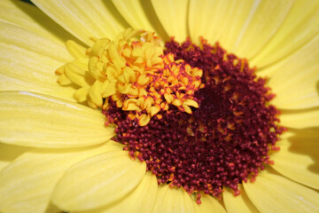 Tiny petals opening in the center of a double GransDaisy