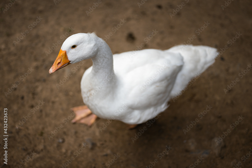 Sticker looking white goose domestic outdoors in nature.