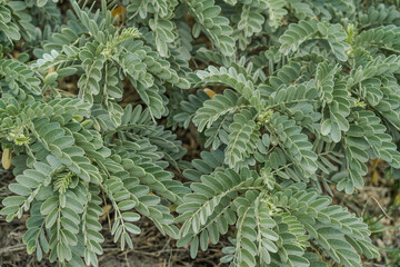 Wildflowers at Kaiwi Shoreline Trail, Oahu, Hawaii. 
Verbesina encelioides， golden crownbeard,  gold weed, wild sunflower,  cowpen daisy, butter daisy, crown-beard, American dogweed
