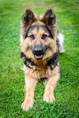 Wolfhound dog lying on green grass.