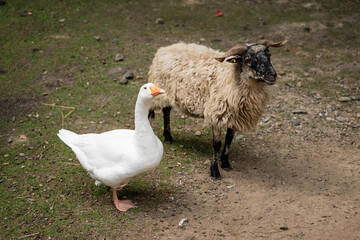 Sheep and goose outside in the paddock.
