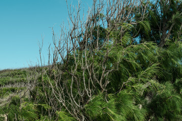 Wildflowers at Kaiwi Shoreline Trail, Oahu, Hawaii. 
Verbesina encelioides， golden crownbeard,  gold weed, wild sunflower,  cowpen daisy, butter daisy, crown-beard, American dogweed
