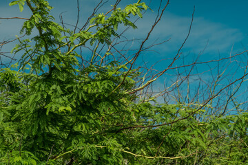 Wildflowers at Kaiwi Shoreline Trail, Oahu, Hawaii. 
Verbesina encelioides， golden crownbeard,  gold weed, wild sunflower,  cowpen daisy, butter daisy, crown-beard, American dogweed