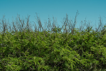 Wildflowers at Kaiwi Shoreline Trail, Oahu, Hawaii. 
Verbesina encelioides， golden crownbeard,  gold weed, wild sunflower,  cowpen daisy, butter daisy, crown-beard, American dogweed