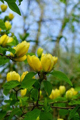 Obraz premium Yellow magnolia flower on a tree in Spring