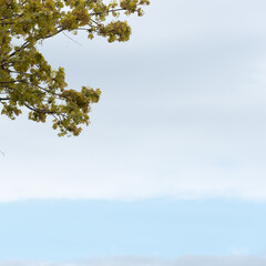 sky and tree