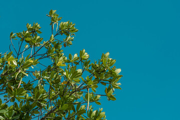 Fototapeta premium Rhizophora mangle, red mangrove at Kaiwi Shoreline Trail, East Honolulu coast, Oahu, Hawaii. 
