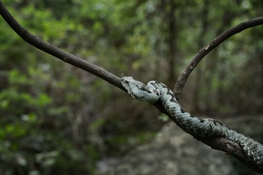Horned viper at Paklenica National park, Croatia. Photo of dangerous grey European snake. Venomous viper at the forest with green background.