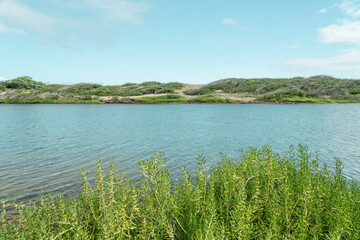 Batis maritima at Kaiwi Shoreline Trail, East Honolulu coast, Oahu, Hawaii.   saltwort or beachwort . 

