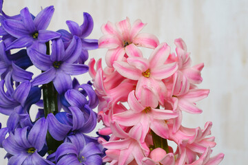 Fragrant pink and purple hyacinth flowers in a vase