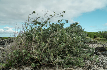 Conocarpus erectus at Kaiwi Shoreline Trail, East Honolulu coast, Oahu, Hawaii. buttonwood or button mangrove,  is a mangrove shrub in the family Combretaceae. 
