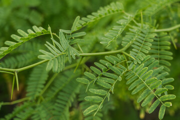 Prosopis juliflora at Kaiwi Shoreline Trail, East Honolulu coast, Oahu, Hawaii.   is a shrub or small tree in the family Fabaceae, a kind of mesquite.
