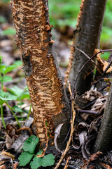 Bitten beaver trunk outdoors in nature.