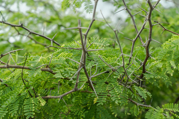 Prosopis juliflora at Kaiwi Shoreline Trail, East Honolulu coast, Oahu, Hawaii.   is a shrub or small tree in the family Fabaceae, a kind of mesquite.
