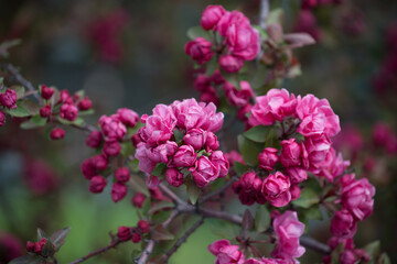 close up of double pink crab apple flowers