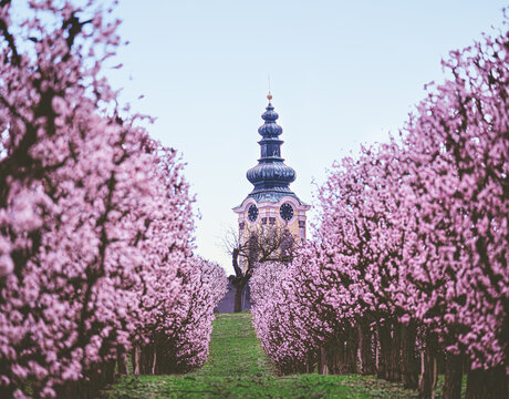 Kirche Gemeinde Scharten während der Kirschblüte